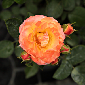 Flori de culoare vie, înfloreşte continuu, intermitent, este un trandafir bun pentru straturi.
